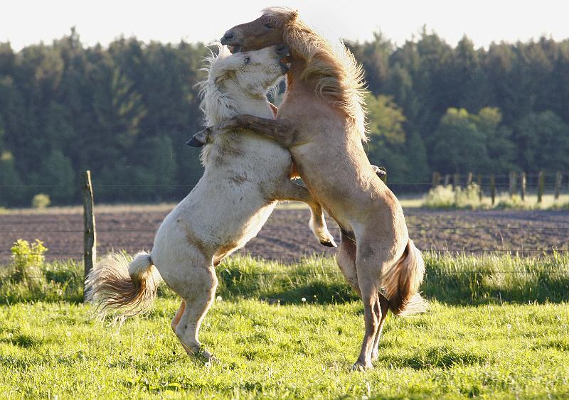 Valur und Gloi spielen c.jpg